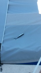 Sometimes in the night, flying fish make a wrong turn; this one ended up on our dinghy.