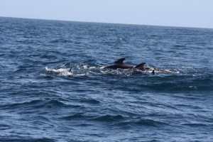 Pilot (I think) whales.