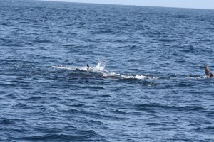 I missed the one jumping out of the water, but you can at least see a whale tail at the right.