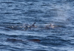 The faint "cloud" in the upper right is from the whale "blowing" (breathing).