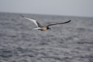 New birds as we get closer to the Galapagos.