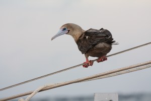 Red-footed booby that spent the entire night perched here, and returned the next night, too.