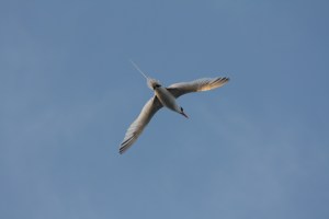 Can somebody help me with the name of this beautiful bird?