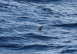 This little guy I think is a stormy petrel?