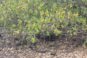 First glimpse of Galapagos tortoise.