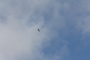 The usual view of a frigate bird, soaring high.