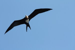In Spanish they are called "scissors bird" because of the way they use their tail feathers.