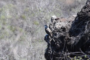 Blue-footed booby, unique to the Galapagos. This is my one photo (so far) where you can zoom in and see the feet.