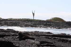 I like this cactus; reminds me of a woman dancing or saluting the sun.