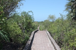 Back on Santa Cruz, walked this 2-mile path to a beautiful beach.