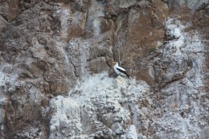 Masked booby