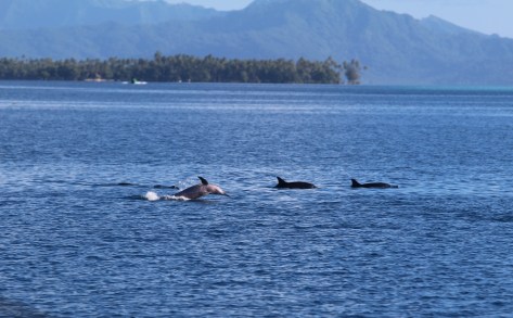 Between Raiatea and Tahaa, all inside the reef