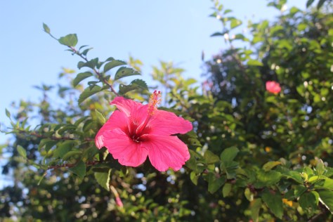 Hibiscus, I think?
