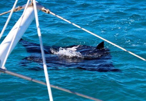 Manta RIGHT in front of the boat!