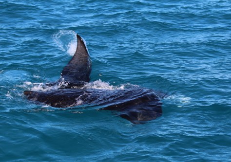 Making an uncharacteristically sudden turn