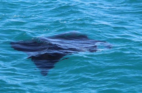 Back to serenely flying through the water