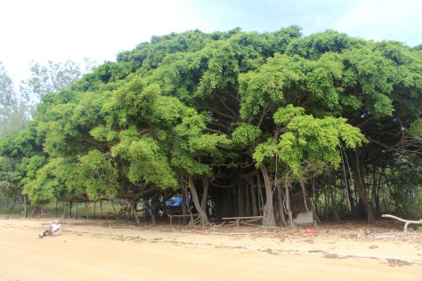 By the banyan tree
