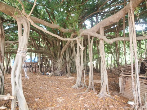 Another look at the same banyan tree