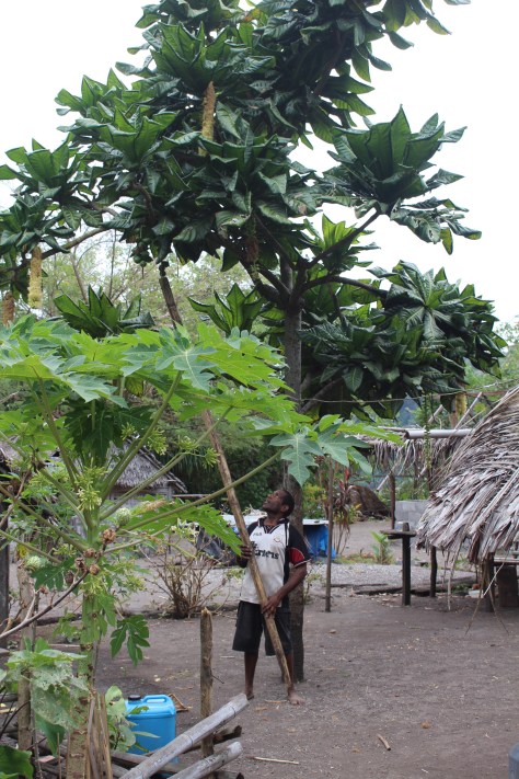 Knocking down a fruit that we didn't recognize.