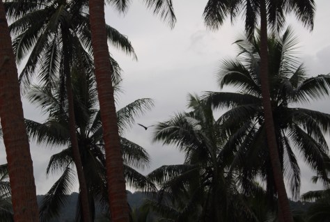 We walk through the village and on into the bush, where we see fruit bats -- one in photo.