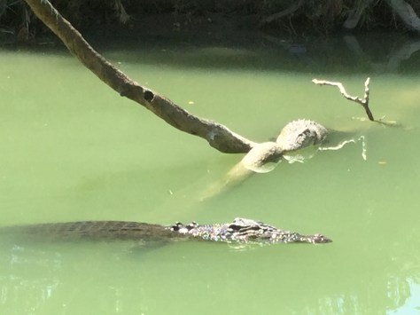 And more crocs (two here).