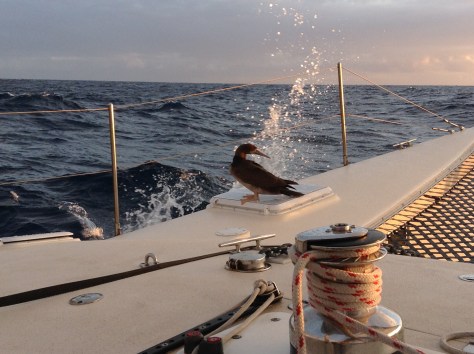 A guest stopping for a rest