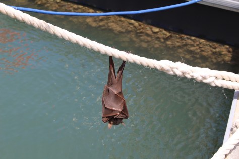 A fruit bat decides to spend the day on a dock line