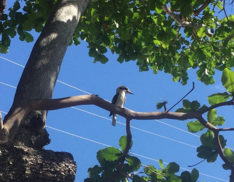 Kookaburra