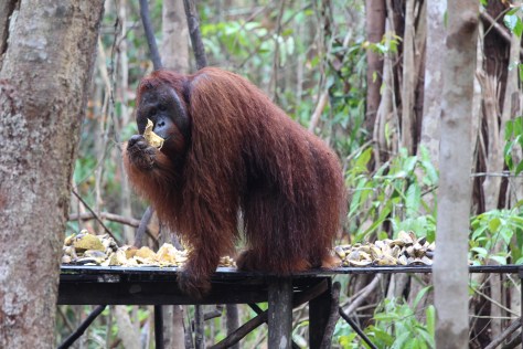 Others steer clear while he eats his fill