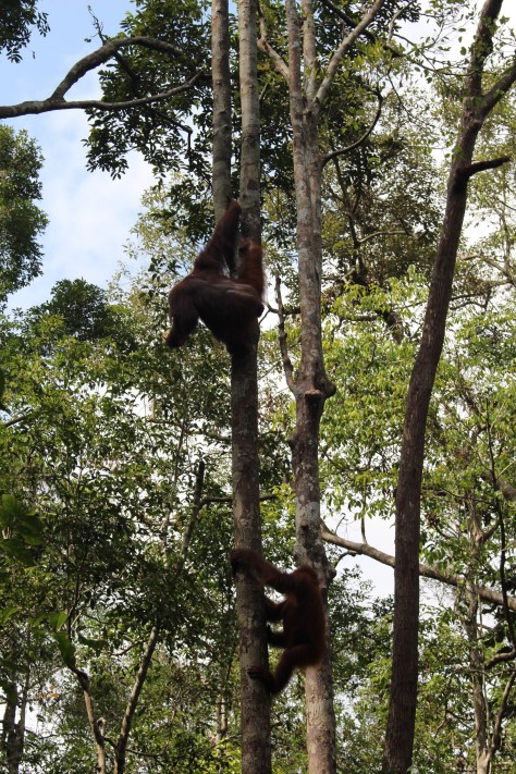 Time for more orangutans