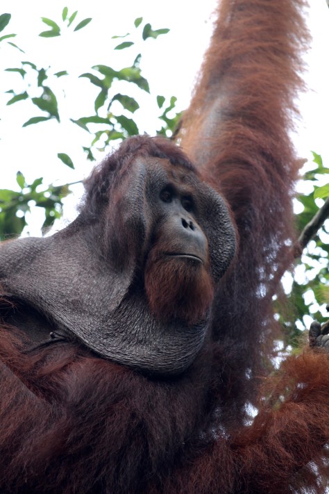 Here comes the local king 