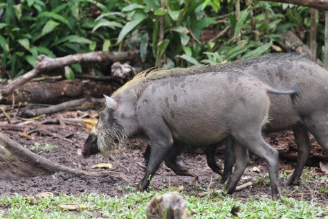 Wild (sort of) boars hang around this feeding station, picking up scraps