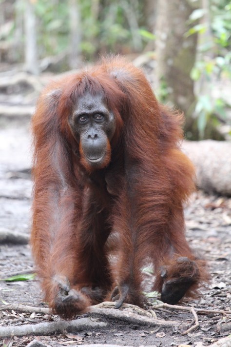 Just as we were about to take the path back to the boat, a "person of the forest" comes up that path