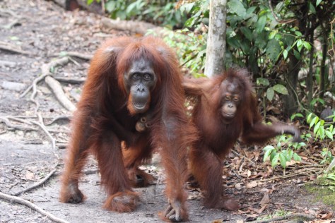 In fact, three "persons of the forest." We had to step aside and let them pass.