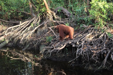 One last glimpse of an orangutan on the river bank