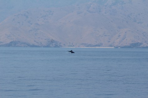 Whale in the distance