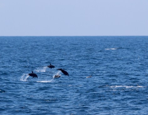 Dolphins playing nearby