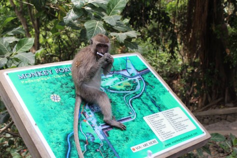 You are here...at the monkey forest