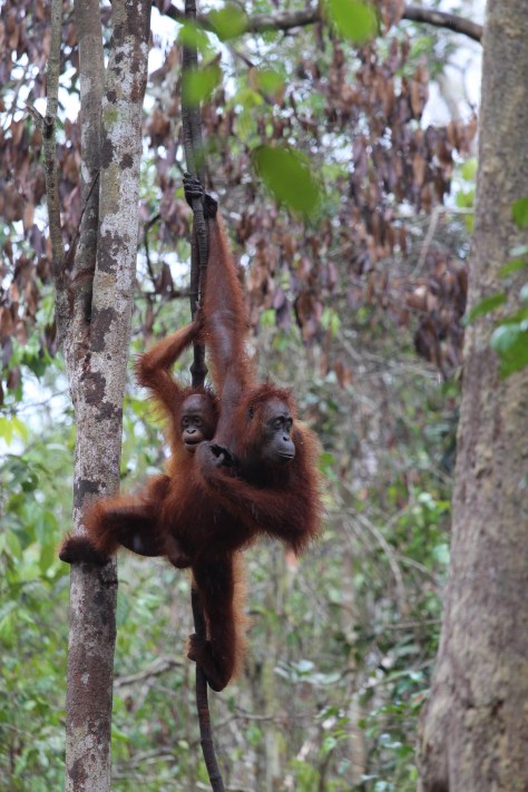 Here comes Mom. Mothers carry their babies for four years; then four more years of training before the youngster can fend for itself.