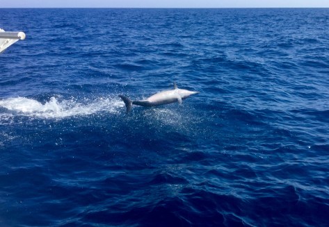 He did some leaps and twists, apparently trying to dislodge the ramora