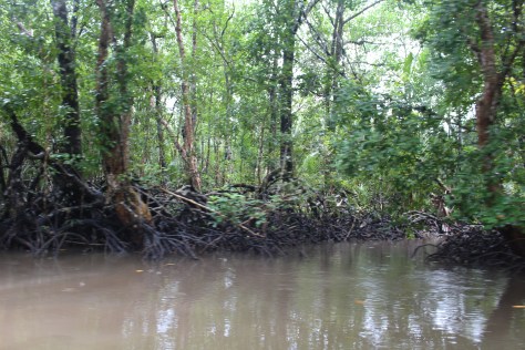 Mangroves