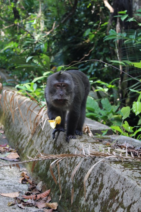 These monkeys were quite aggressive, not like the friendly ones in Bali