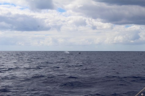 Whale spouting in the distance, on our way to Reunion
