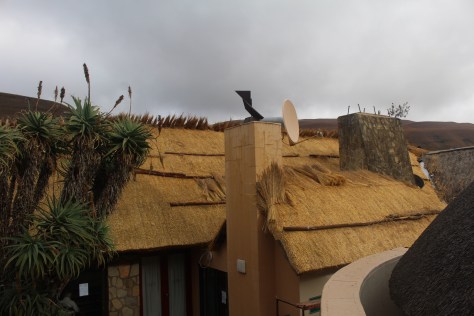 Everywhere we went the thatched roofs were beautiful and apparently completely watertight. Here they are replacing the thatch on the restaurant.