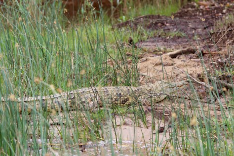 Nile crocodile (somewhat smaller than the Australian variety, but still formidable)