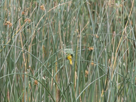 Yellow Weaver bird