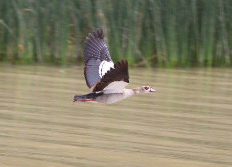 I forget what kind of goose