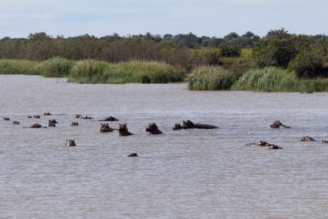 Hippos (they are all standing in the water; they don't swim)