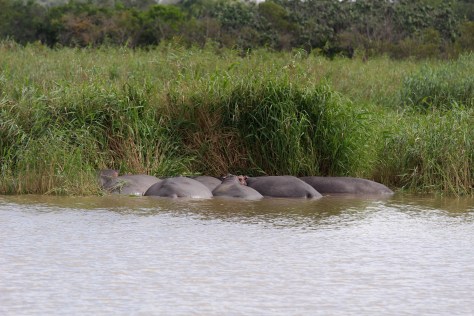 Hippos!