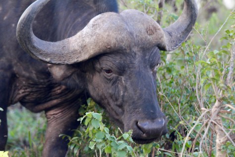Cape buffalo